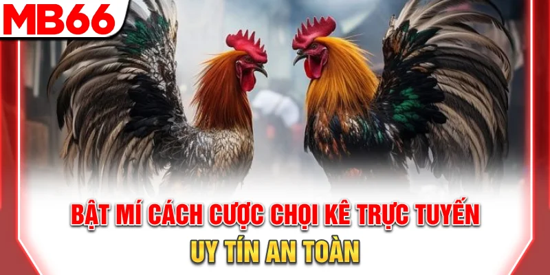 Bật mí cách cược chọi kê trực tuyến uy tín, an toàn