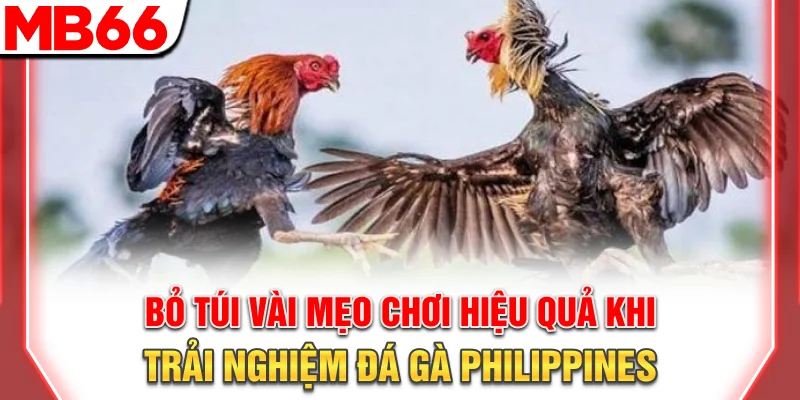 Bỏ túi vài mẹo chơi hiệu quả khi trải nghiệm đá gà Philippines