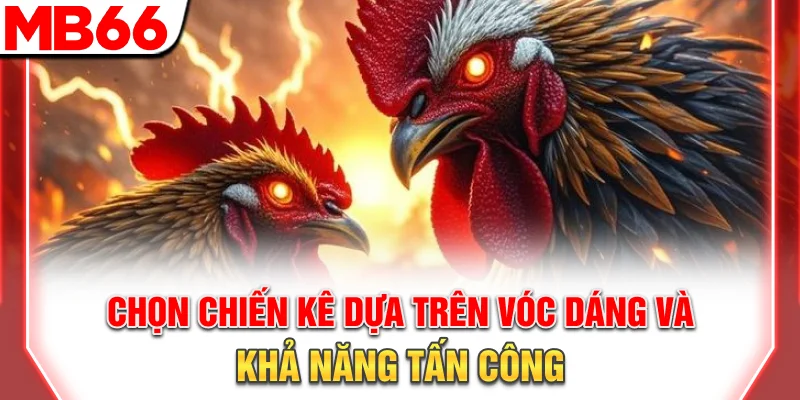Đá Gà Cựa Dao: Luật Chơi Chi Tiết Và Bí Quyết Thắng Lớn 2026 10 Chọn chiến kê dựa trên vóc dáng và khả năng tấn công