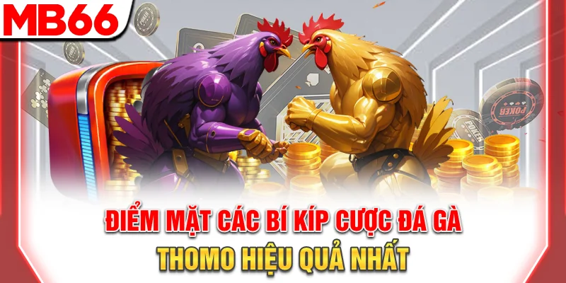 Đá Gà Trực Tiếp Thomo: Xem Livestream 4K Và Mẹo Cược 2026 11 Điểm mặt các bí kíp cược đá gà Thomo hiệu quả nhất