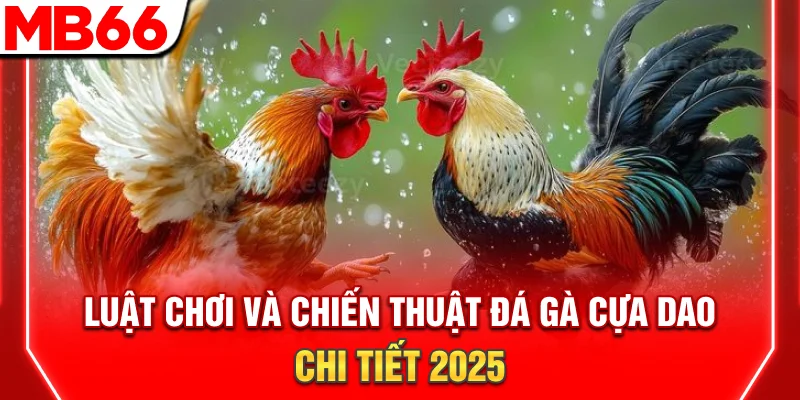 Đá Gà Cựa Dao: Luật Chơi Chi Tiết Và Bí Quyết Thắng Lớn 2026 6 Luật Chơi Và Chiến Thuật Đá Gà Cựa Dao Chi Tiết 2025