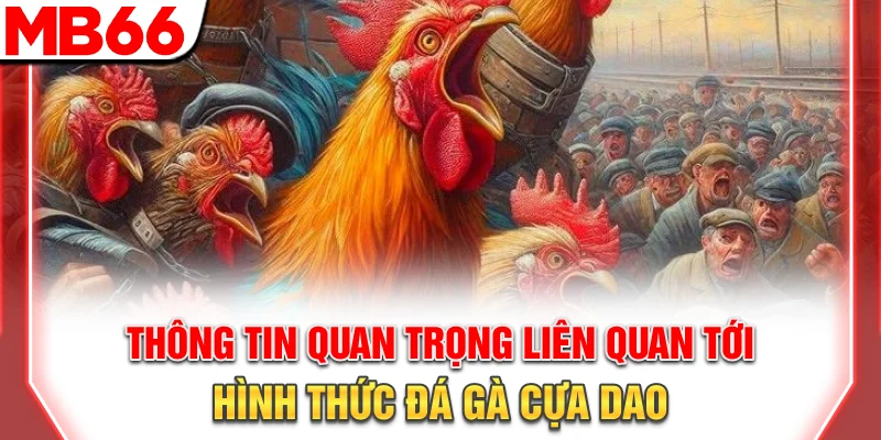 Đá Gà Cựa Dao: Luật Chơi Chi Tiết Và Bí Quyết Thắng Lớn 2026 7 Thông tin quan trọng liên quan tới hình thức đá gà cựa dao