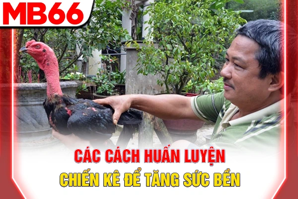 Các cách huấn luyện chiến kê để tăng sức bền