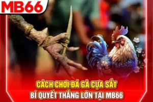 Cách Chơi Đá Gà Cựa Sắt - Bí Quyết Thắng Lớn Tại MB66