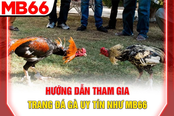 Hướng dẫn tham gia trang đá gà uy tín như MB66